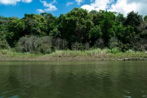 Vue de la forêt du Parc Chagres depuis une pirogue