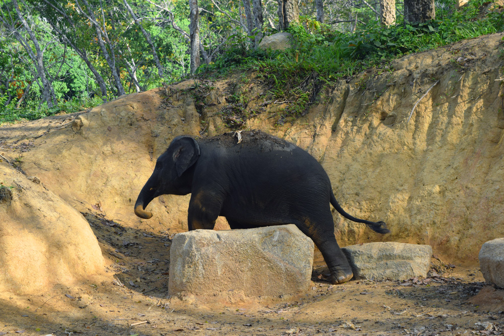 Un éléphanteau dans une réserve d'éléphant en Thaïlande