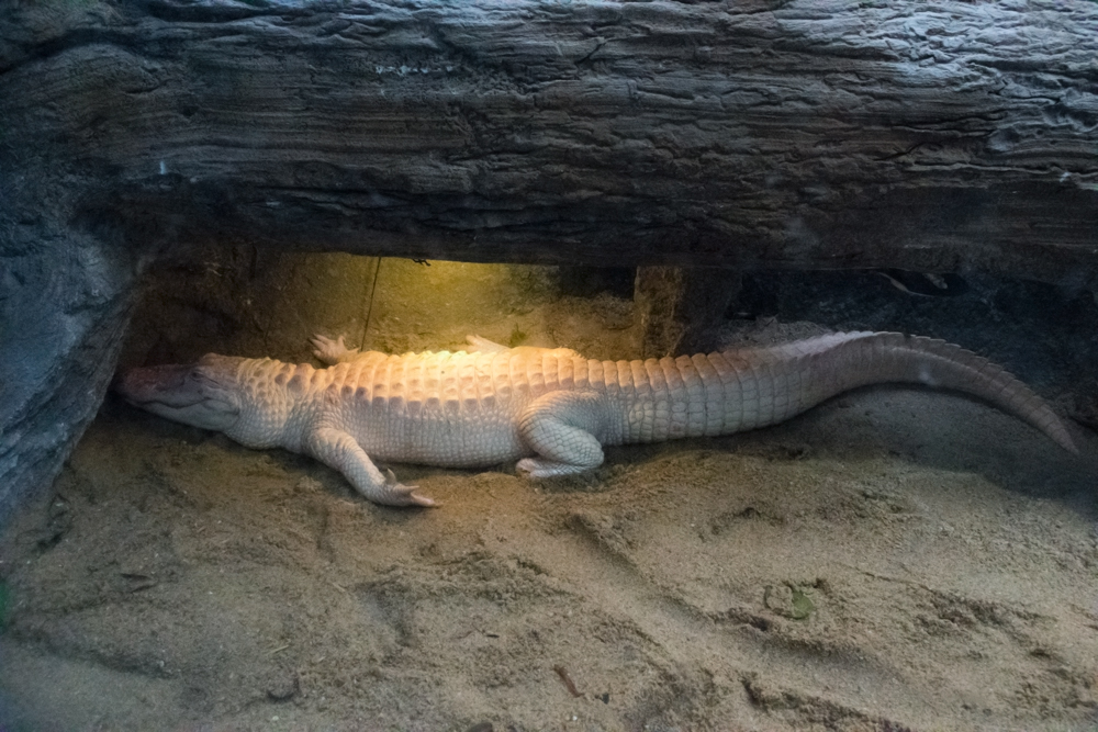 Un alligator albinos au zoo de Beauval