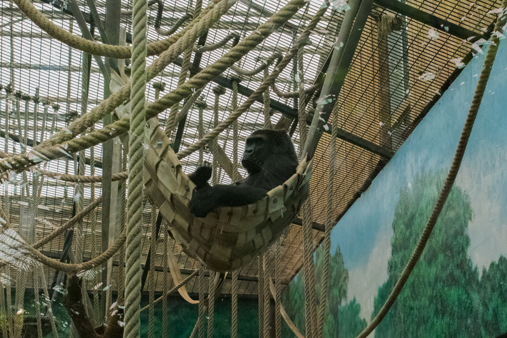 Gorille au zoo de Beauval