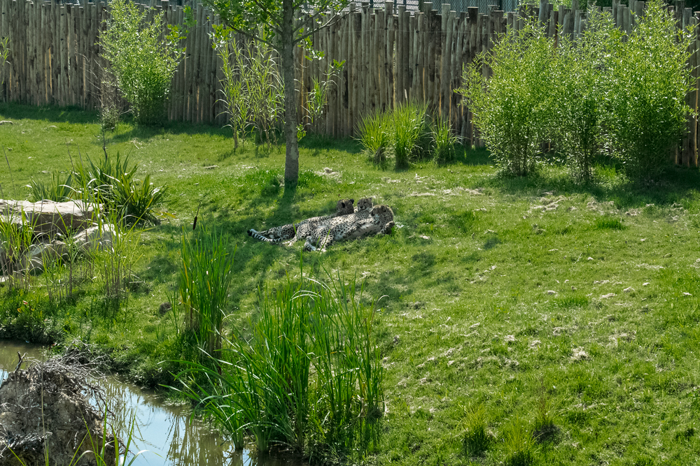 Guépard au zoo de Beauval