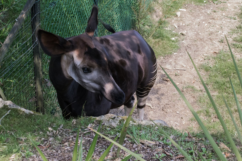 Okapi au zoo de Beauval