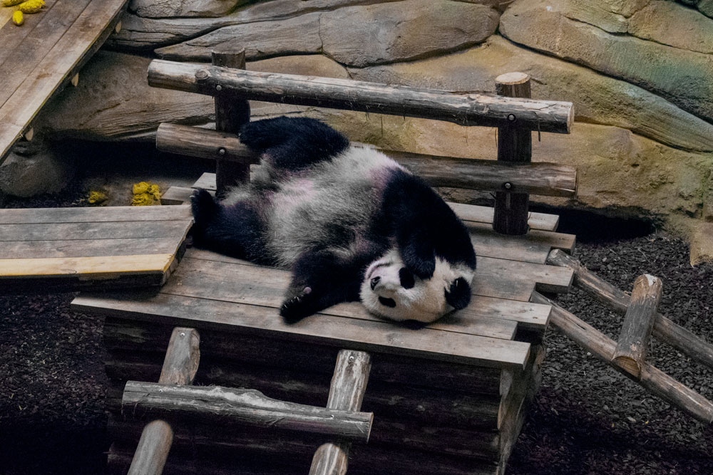 Panda au zoo de Beauval