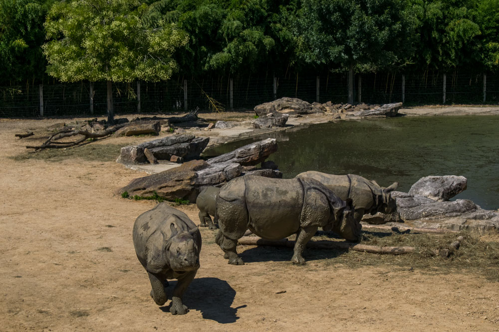 Rhinocéros au zoo de Beauval