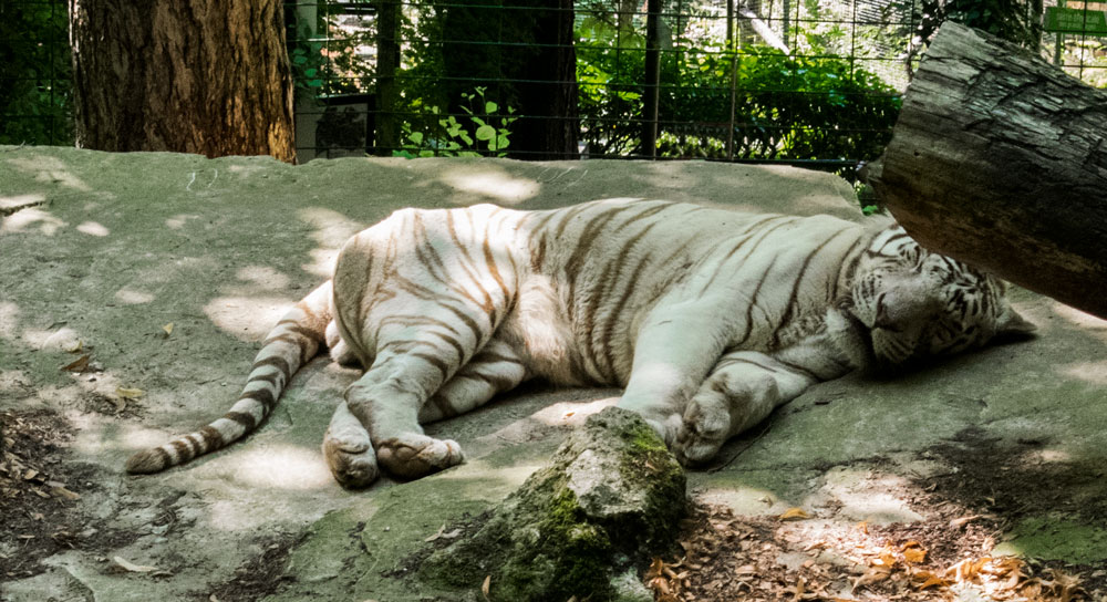 Tigre Blanc qui dort au Zoo de Beauval