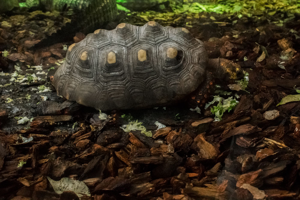 Petite tortue terrestre au zoo de Beauval